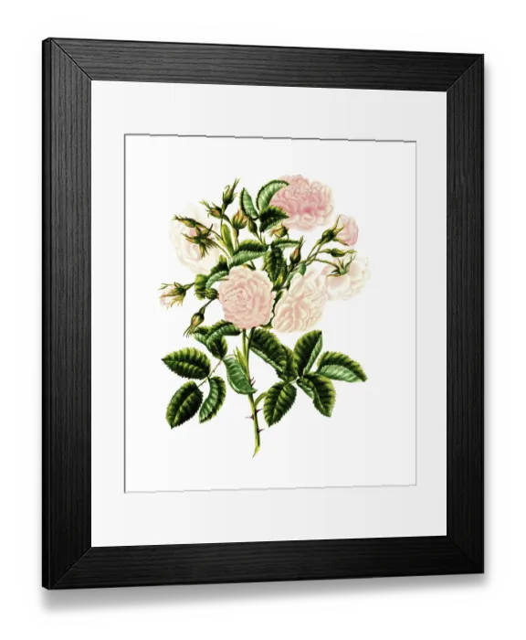 Framed Print : Cultivated plant, precious rose