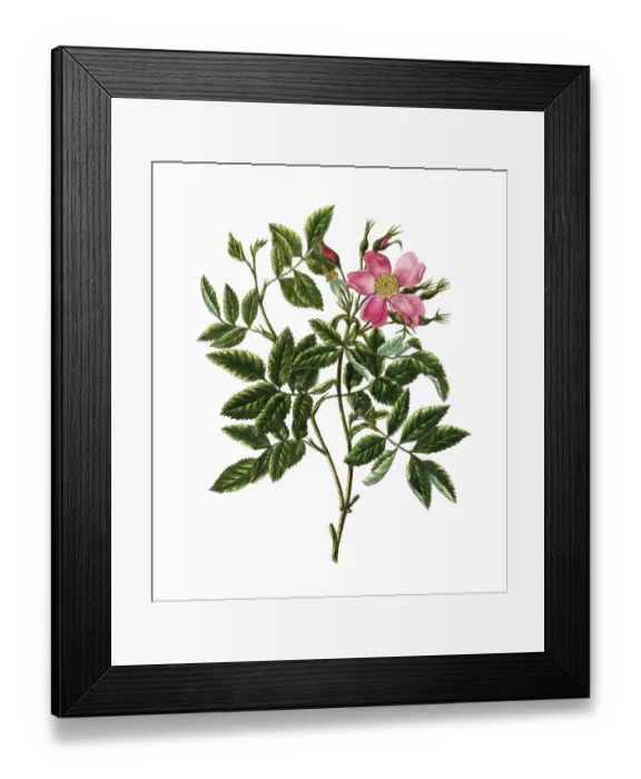 Framed Print : Cultivated plant, precious rose