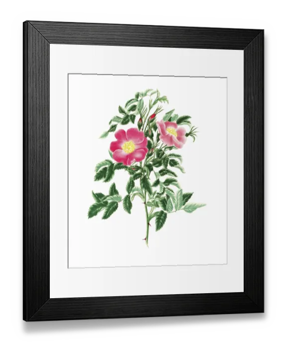 Framed Print : Cultivated plant, precious rose