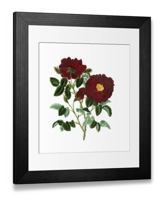 Framed Print : Cultivated plant, precious rose