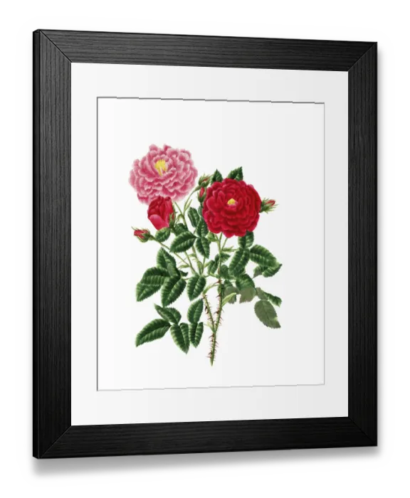 Framed Print : Cultivated plant, precious rose