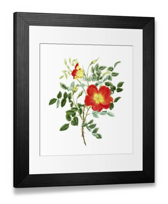 Framed Print : Cultivated plant, precious rose Framed Print : Cultivated plant, precious rose