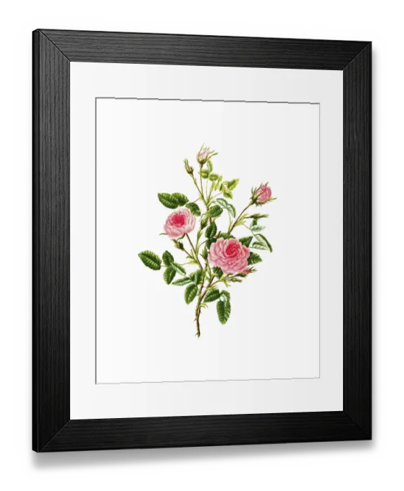 Framed Print : Cultivated plant, precious rose Framed Print : Cultivated plant, precious rose