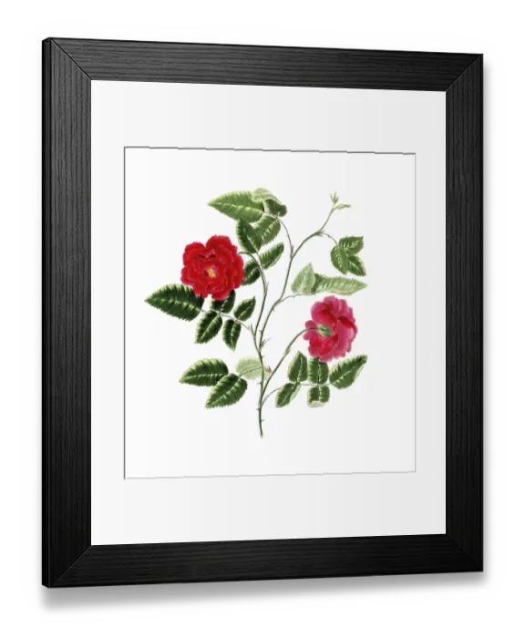 Framed Print : Cultivated plant, precious rose