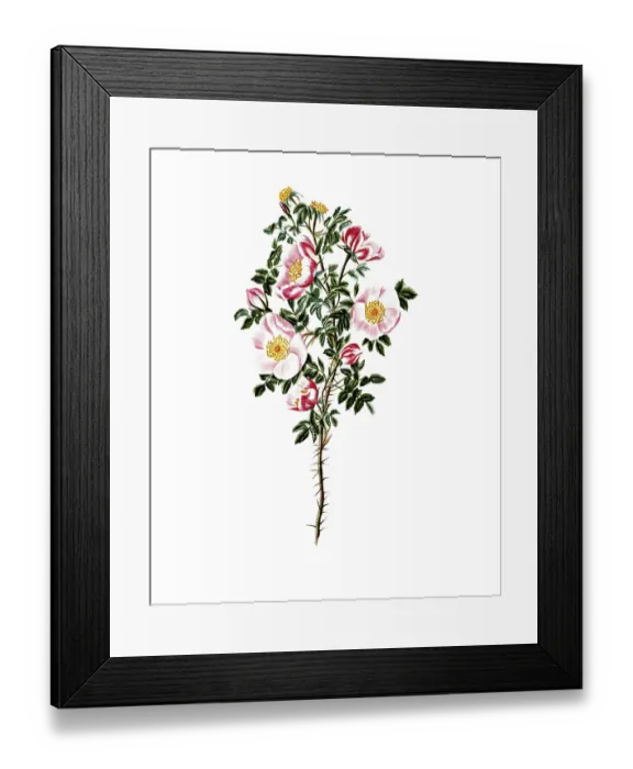 Framed Print : Cultivated plant, sweet rose, rose espinosissima
