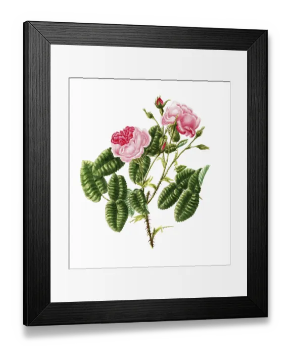Framed Print : Cultivated plant, precious rose Framed Print : Cultivated plant, precious rose