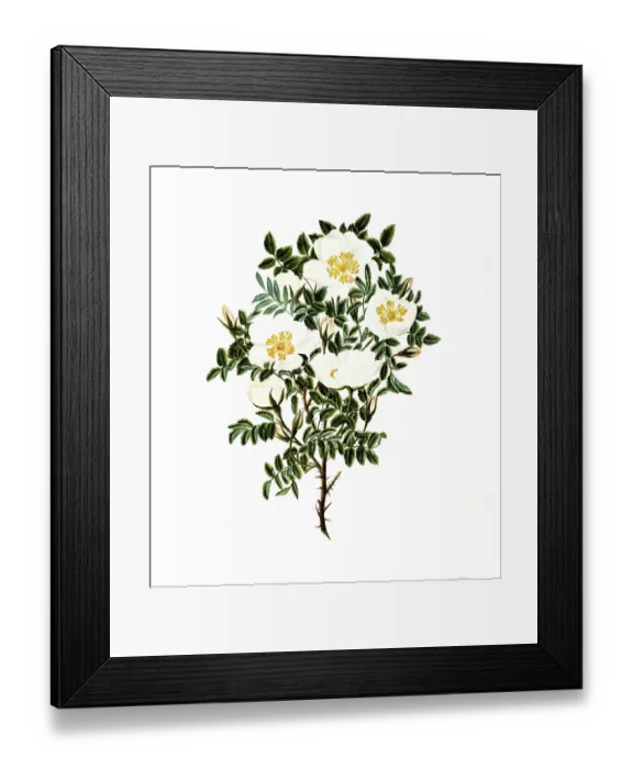 Framed Print : Cultivated plant, sweet rose, rose spinosissima