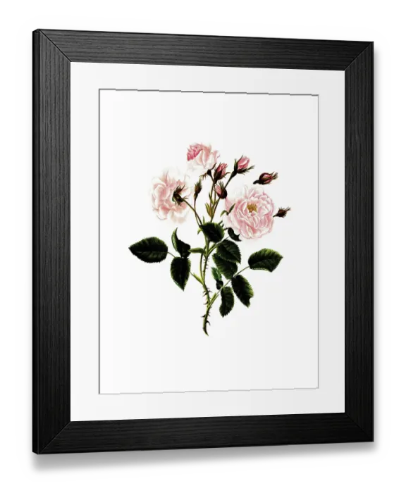 Framed Print : Cultivated plant, precious rose Framed Print : Cultivated plant, precious rose
