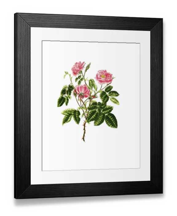 Framed Print : Cultivated plant, precious rose