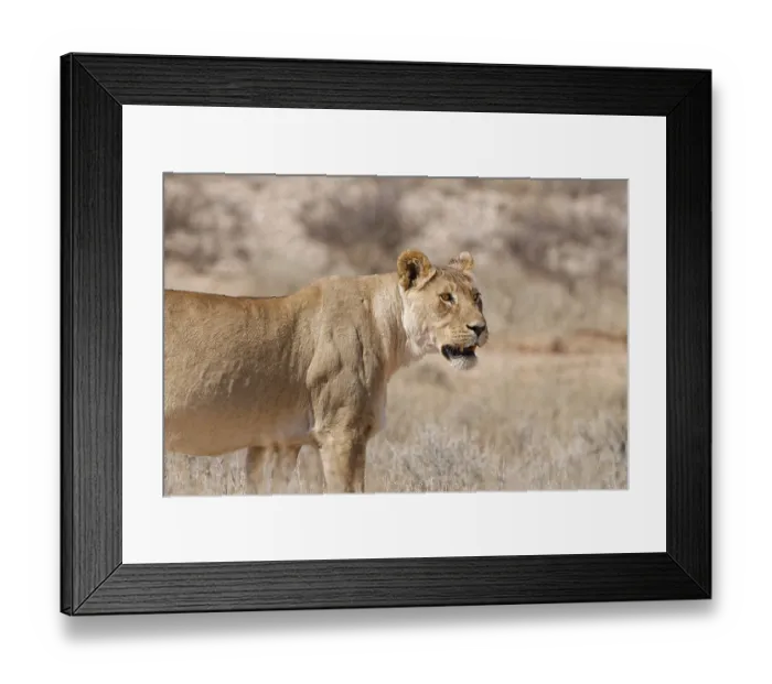 Framed Print : African lioness (Panthera leo)