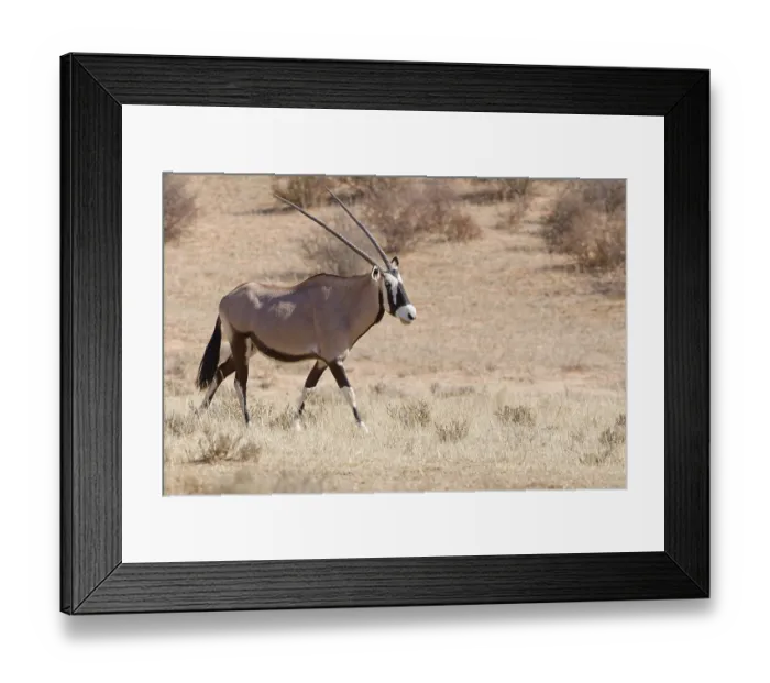 Framed Print : Gemsbok (Oryx gazella), adult female walking in dry grass
