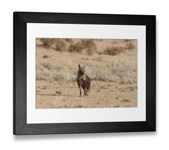 Framed Print : Brown hyena (Parahyaena brunnea) Framed Print : Brown hyena (Parahyaena brunnea)