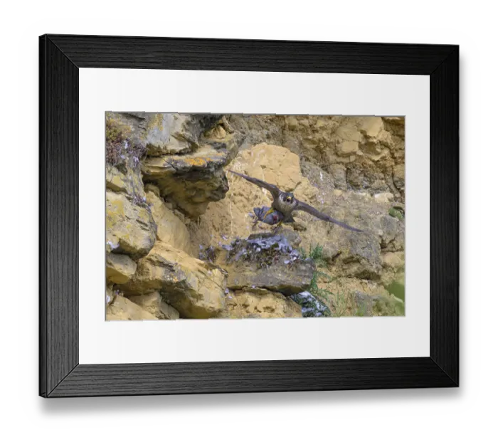 Framed Print : Peregrine falcon (Falco peregrinus) Framed Print : Peregrine falcon (Falco peregrinus)