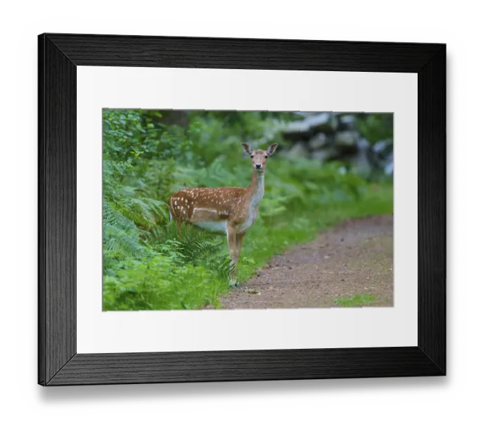 Framed Print : A single damtier stands curiously on a forest path surrounded by green vegetation