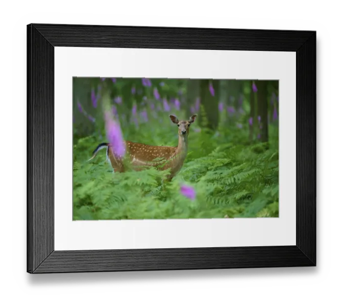 Framed Print : A single damer stands in a green fern with red foxglove (Digitalis purpurea)