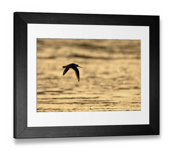 Framed Print : Flying woodcock (Limosa lapponica) in backlight on the beach
