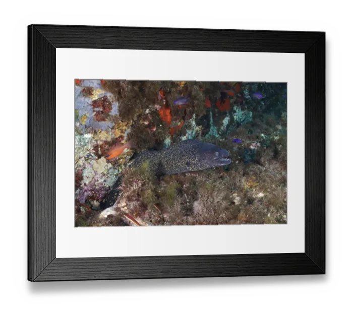 Framed Print : Underwater view of a Mediterranean moray eel (Muraena helena) Framed Print : Underwater view of a Mediterranean moray eel (Muraena helena)