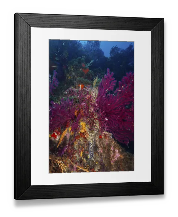Framed Print : Mediterranean moray eel (Muraena helena)