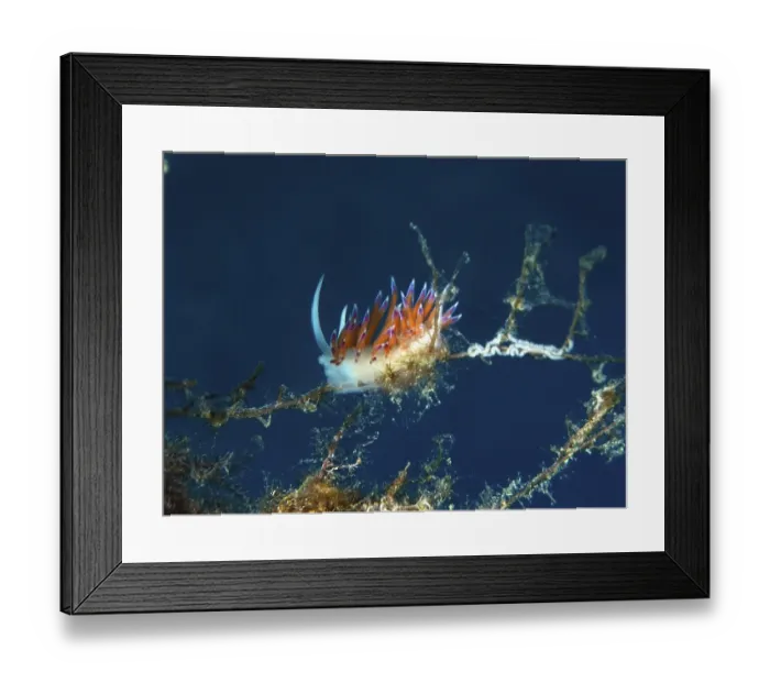 Framed Print : Colourful migratory snail (Cratena peregrina)