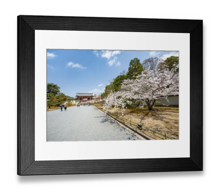 Framed Print : Wide path with blooming cherry tree Framed Print : Wide path with blooming cherry tree