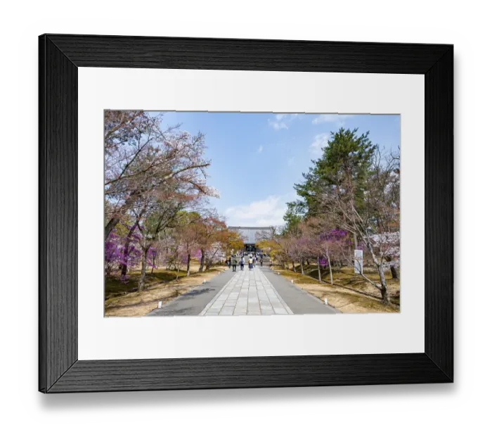 Framed Print : Path lined with blooming trees in spring Framed Print : Path lined with blooming trees in spring