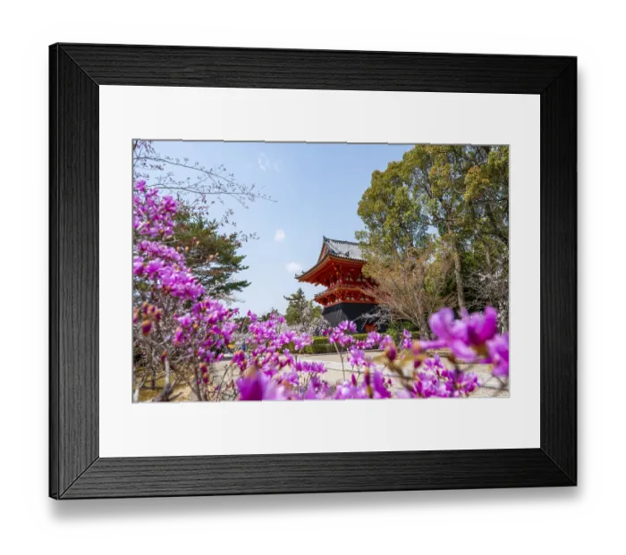 Framed Print : Purple blooming tree in spring with Shoro bell tower