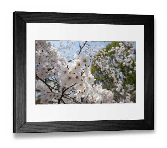 Framed Print : Blossoms, Blooming Cherry Trees