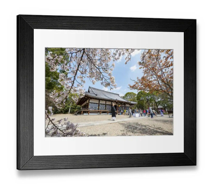 Framed Print : Blooming cherry trees, Kondo main hall of Ninna-ji Temple