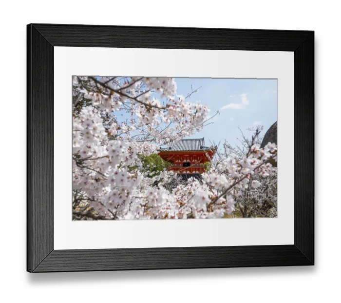 Framed Print : Cherry blossoms and red Shoro bell tower Framed Print : Cherry blossoms and red Shoro bell tower