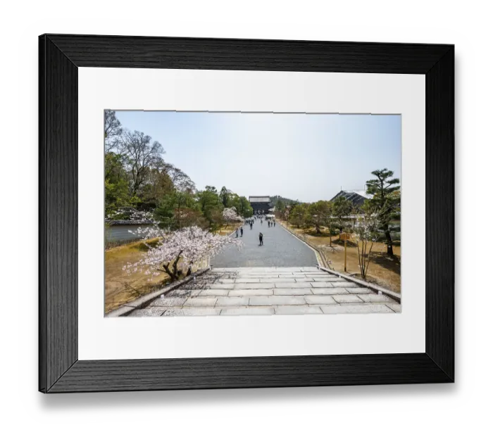 Framed Print : Wide path with blooming cherry trees Framed Print : Wide path with blooming cherry trees