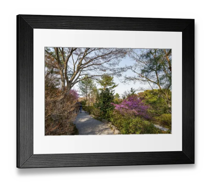 Framed Print : Blooming bushes in Sogenchi Teien Japanese Garden Framed Print : Blooming bushes in Sogenchi Teien Japanese Garden