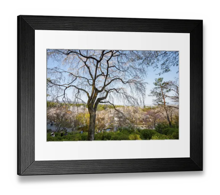Framed Print : Blooming cherry trees Sogenchi Teien Japanese Garden Framed Print : Blooming cherry trees Sogenchi Teien Japanese Garden