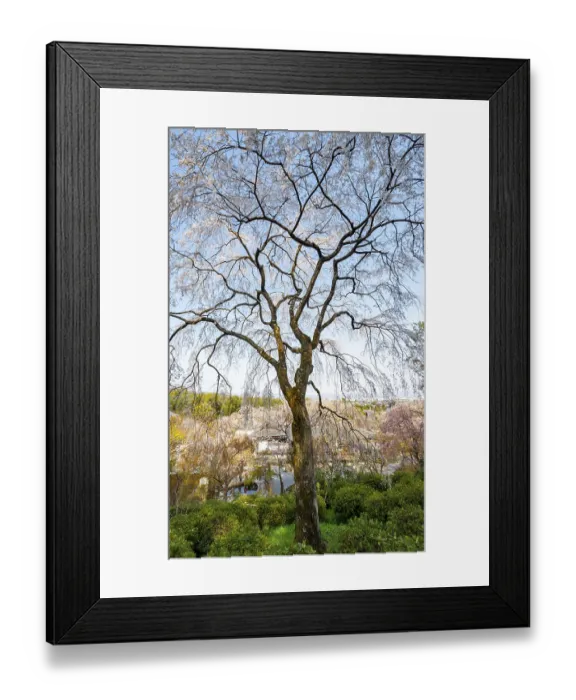 Framed Print : Blooming cherry trees Sogenchi Teien Japanese Garden Framed Print : Blooming cherry trees Sogenchi Teien Japanese Garden