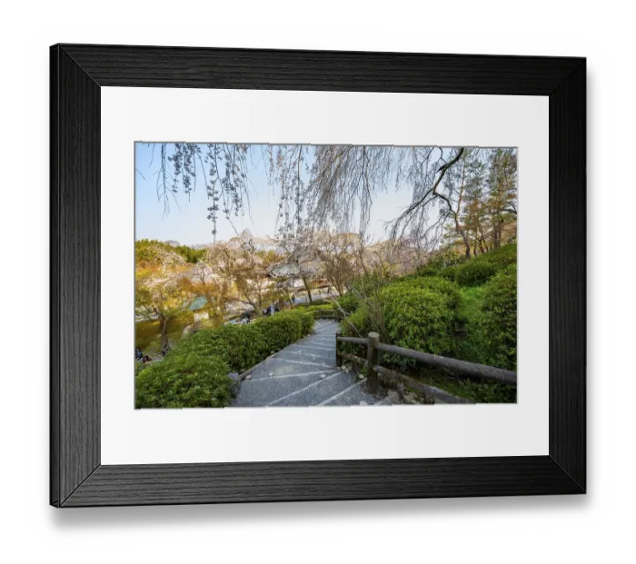 Framed Print : Path under blooming cherry trees Framed Print : Path under blooming cherry trees