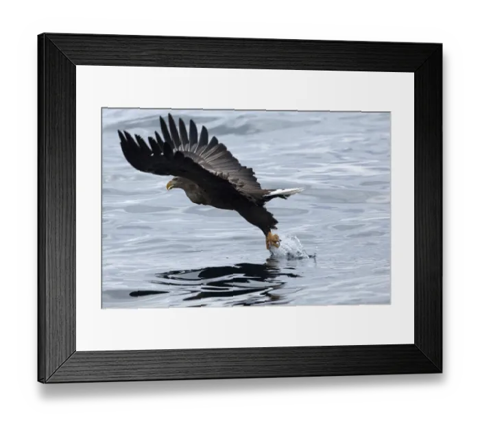 Framed Print : White-tailed Sea-eagle catching a fish and flying (Haliaeetus albicilla)