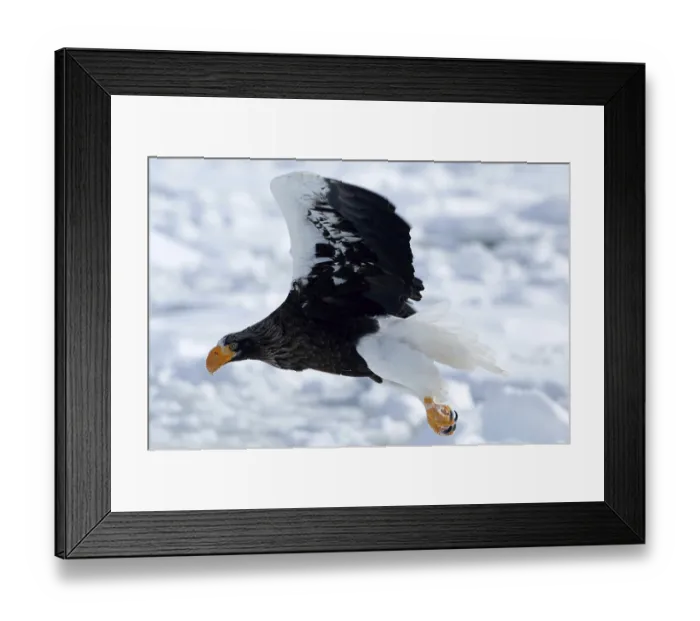Framed Print : Steller's sea eagle (Haliaeetus pelagicus) flying