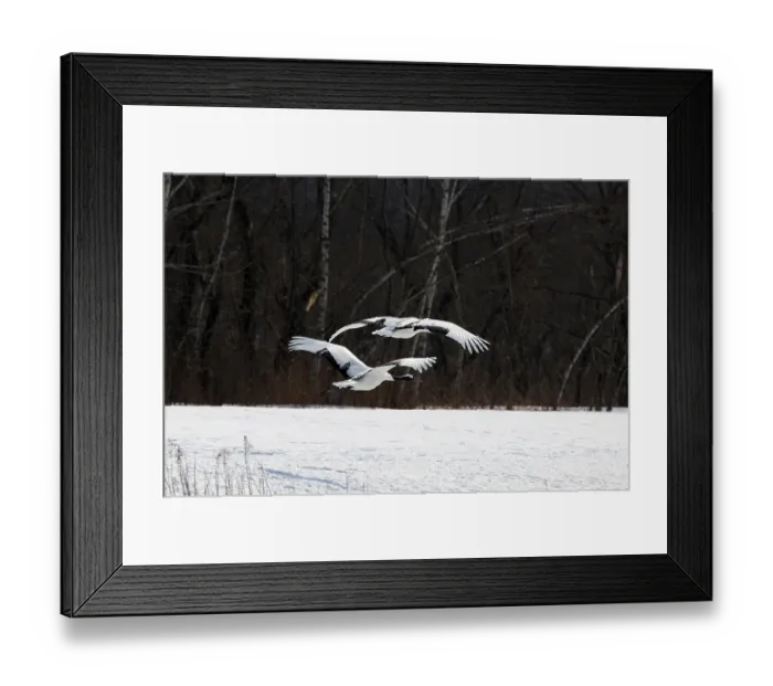Framed Print : Japanese crane, Red-crowned crane (Grus japonensis)