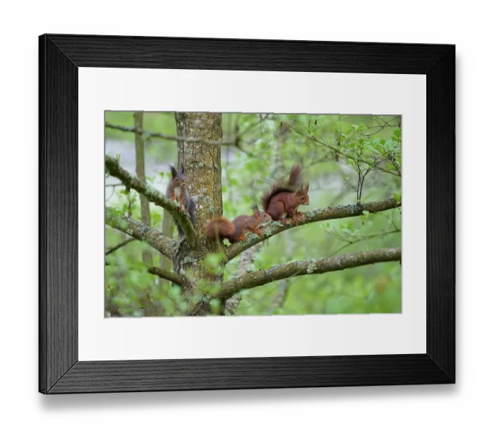 Framed Print : Red Squirrel (Sciurus vulgaris)