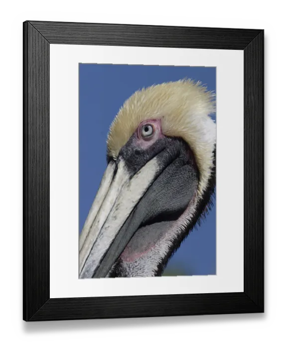 Framed Print : ibxmni00159253