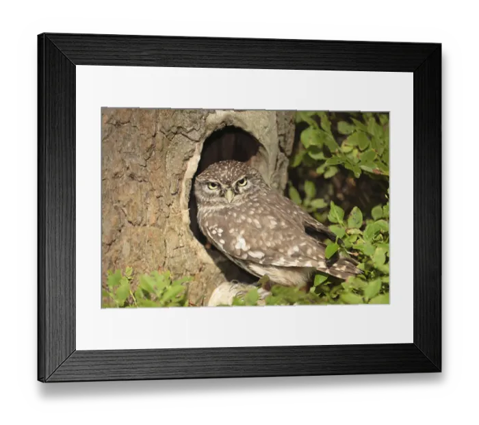 Framed Print : ibxmni00159290