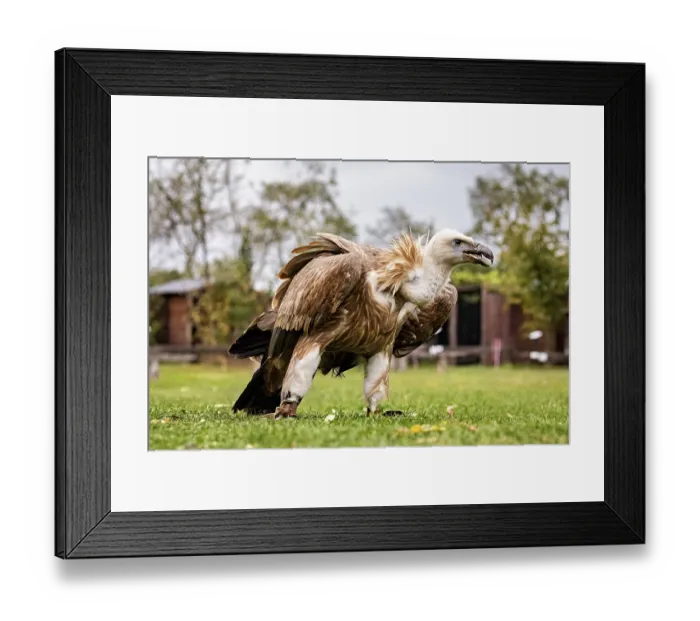 Framed Print : A vulture stands in a green field against a natural background with trees and aviary Framed Print : A vulture stands in a green field against a natural background with trees and aviary