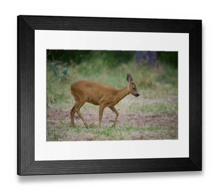 Framed Print : A deer moves thoughtfully through a green meadow