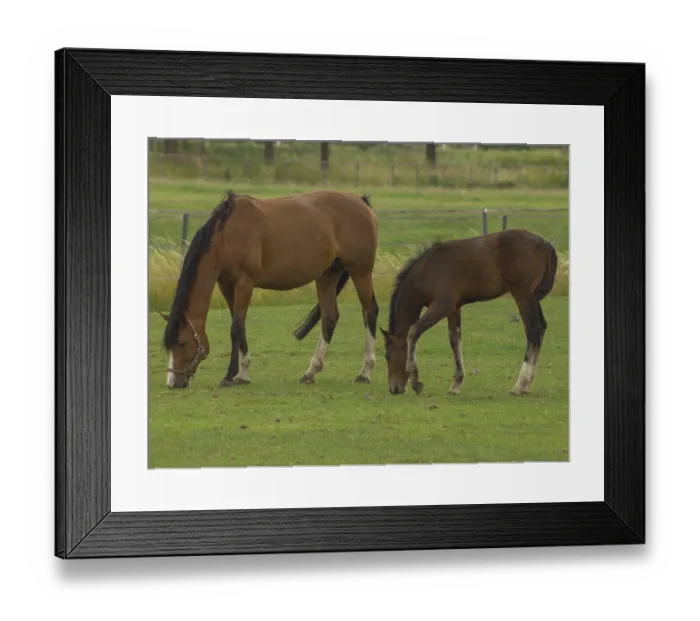 Framed Print : A big horse and a foal graze together on a green field