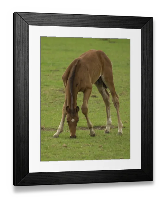 Framed Print : A foal bends down to the grass in a green field