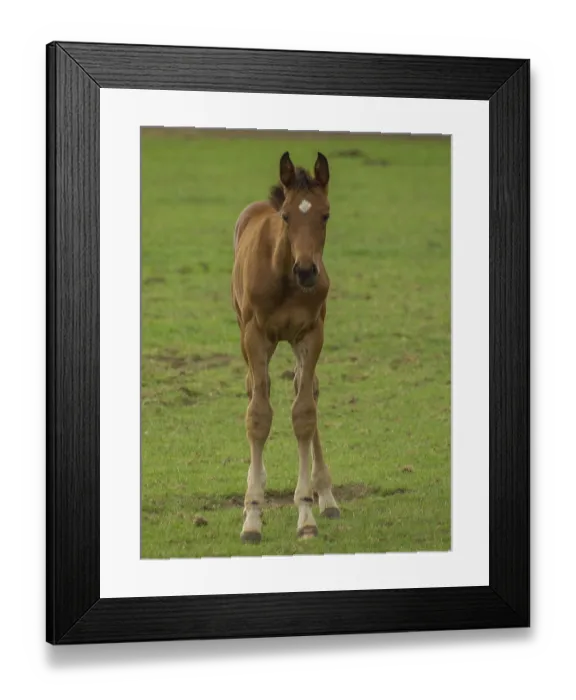 Framed Print : A young foal stands upright on a green pasture and looks ahead Framed Print : A young foal stands upright on a green pasture and looks ahead