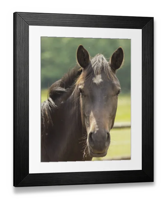 Framed Print : Portrait of brown horse with attentive ears against blurred green background Framed Print : Portrait of brown horse with attentive ears against blurred green background