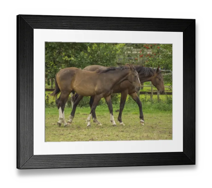 Framed Print : Two brown horses run close together across a green pasture Framed Print : Two brown horses run close together across a green pasture