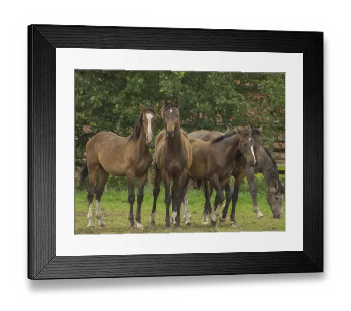 Framed Print : Four brown horses stand together on a pasture next to a forest Framed Print : Four brown horses stand together on a pasture next to a forest