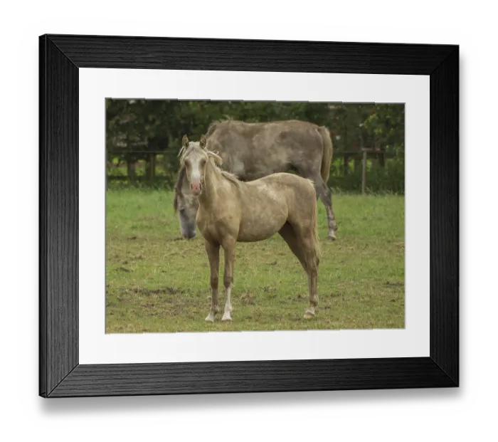 Framed Print : A light brown and a gray horse stand on a green pasture