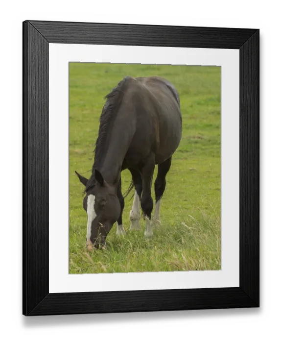 Framed Print : Black and white horse grazing on a green pasture